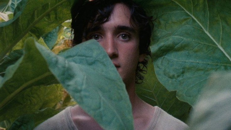 happy-as-lazzaro-leaves-01
